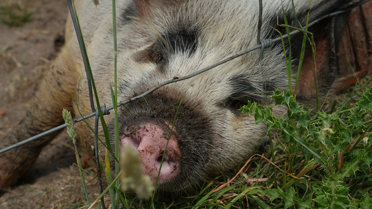 eco therapy farm photography